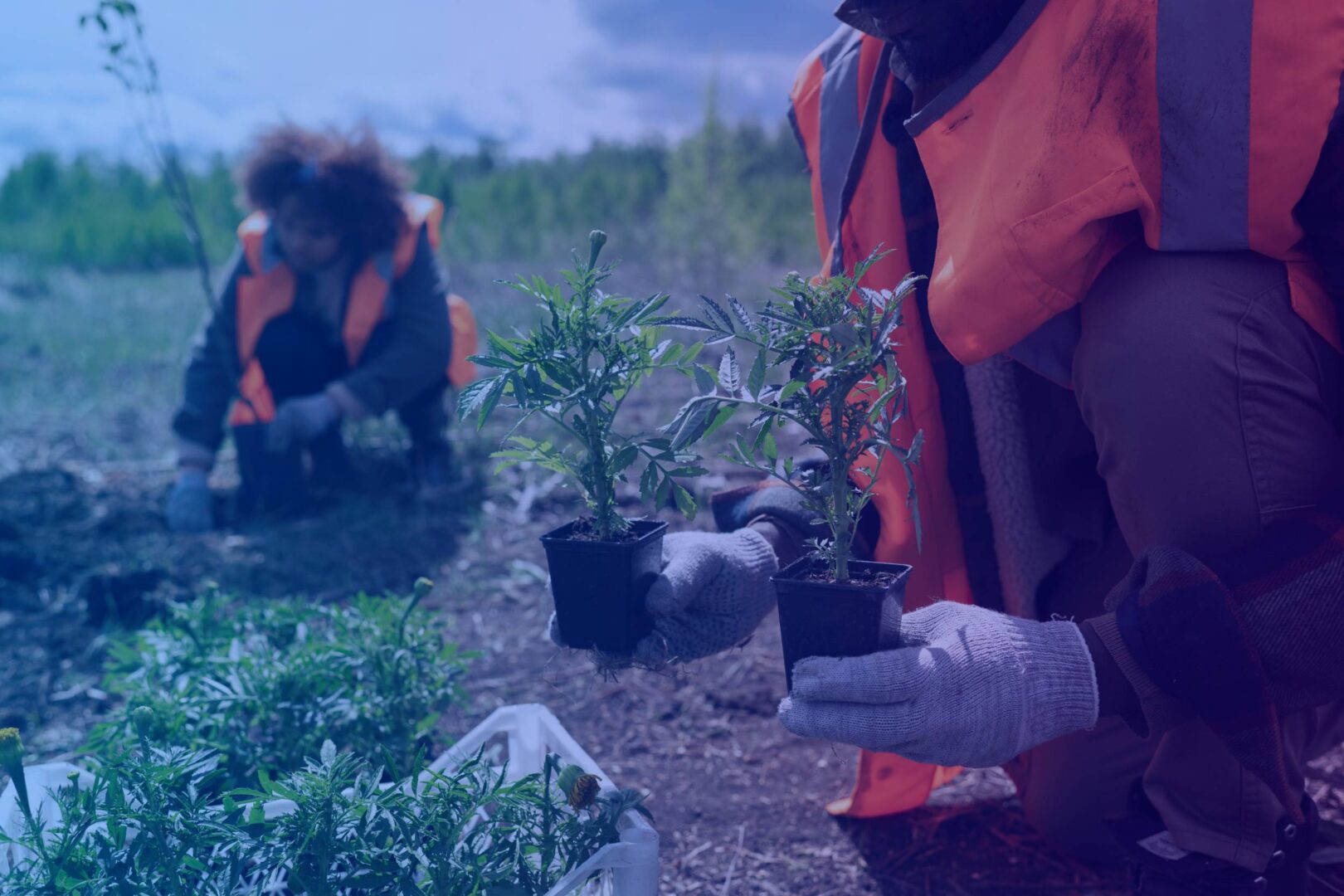 técnicos plantando árvores em reparação prevista na lei de crimes ambientais ou lei 9605